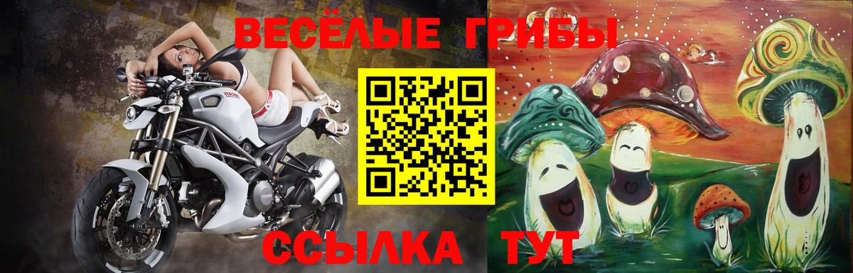 Псилоцибиновые грибы Psilocybe Дубна